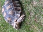 Sulcata : Looking to be female approx 5 years old (Percy)